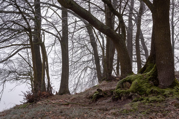 Fototapeta premium Łagodna zima na Podlasiu, Dolina Narwi, Narwiańskie łąki i grądy