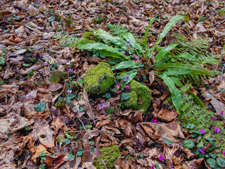  Perennial fern Deer tongue (lat. Asplenium scolopendrium) among the yellow foliage in the autumn deciduous forest.