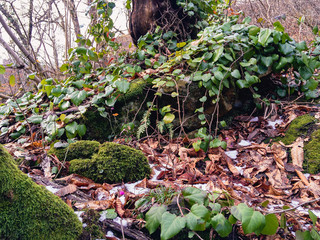  Green ivy on stones in a deciduous forest with yellow dry foliage lies on the ground on a sunny day.