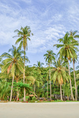 Fototapeta na wymiar palm trees on the beach on blue sky