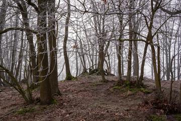 Łagodna zima na Podlasiu, Dolina Narwi, Narwiańskie łąki i grądy