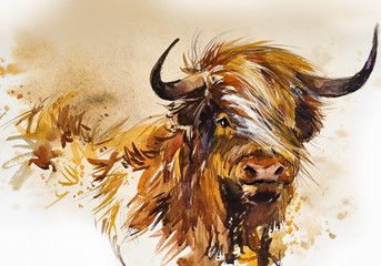Bull. animal illustration. Watercolor hand drawn series of cattle. Scotish Highland breeds. - obrazy, fototapety, plakaty
