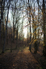 Obraz premium Daytime sunlight shine with warm rays through the branches of autumn trees. Beautiful fall landscape at sunrise or sunset