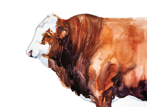 Bull. animal illustration. Watercolor hand drawn series of cattle animal. Simmental breeds
