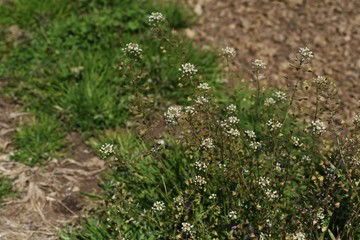 The shepherd's purse is a roadside weed that blooms white florets in spring. Young leaves are edible as wild vegetables.
