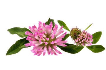 Two flowers of red clover isolated on white background, close up