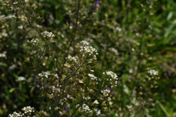 The shepherd's purse is a roadside weed that blooms white florets in spring. Young leaves are edible as wild vegetables.