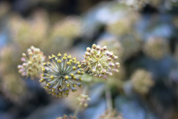 Ivy flower close-up. Evergreen plant.