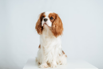 Kavalier King Charles Spaniel - blenheim