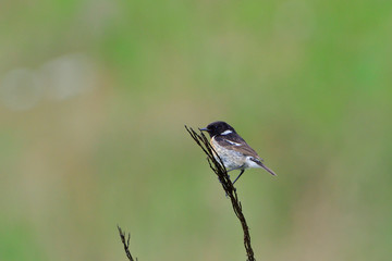 Schwarzkehlchen Familie in der Oberlausitz	