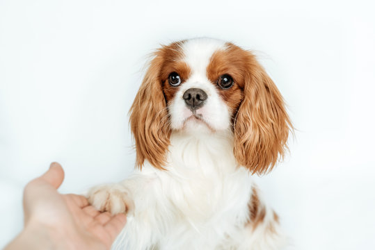 Kavalier King Charles Spaniel - blenheim