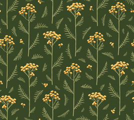 Seamless pattern with flowers of tansy. Tanacetum on a Green Background. Botanical hand drawn illustration