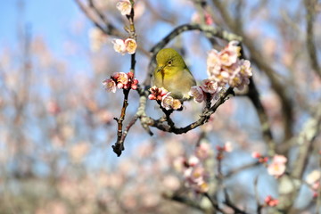 梅の花蜜を吸うメジロ
