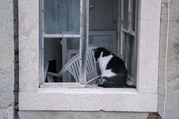 A black and white cat on an abandoned house window