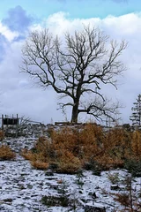 Foto auf Leinwand Large hardwood leafless tree on the top of hill © ondrejschaumann