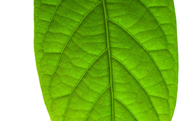 Avocado leaves isolated close up. Macro photography