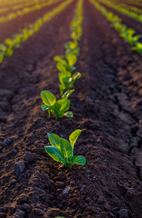 Lettuce sprouts in the field