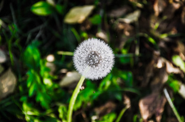 Beautiful blowball in green leaves Dandelion in the grass