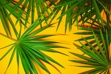 Green palm branches on the orange background.