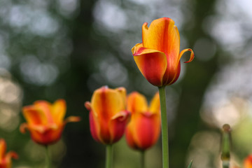Allphotokz Tulips 20050422 8966 20D