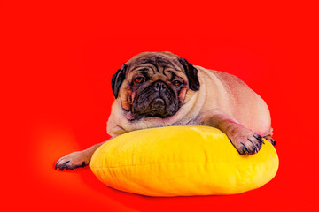 Beautiful pug lying on yellow pillow. Cute dog resting on red background.