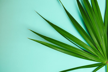 Green palm branches on blue background. Flat lay with palm leaves.