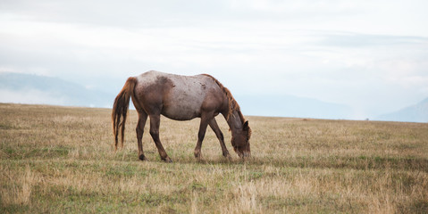 horse in the landscape