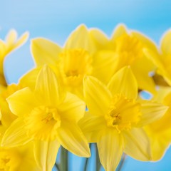 Obraz premium Bright spring yellow daffodils on blue background, floral background