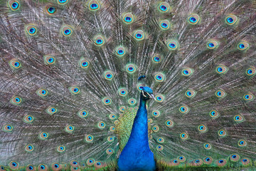 Fototapeta premium Beautiful peacock with colorful feathers