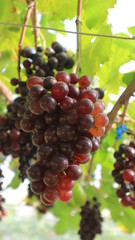 The grapes from the garden  