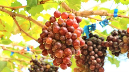 The grapes from the garden  