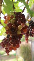 The grapes from the garden  