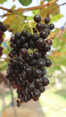 The grapes from the garden  