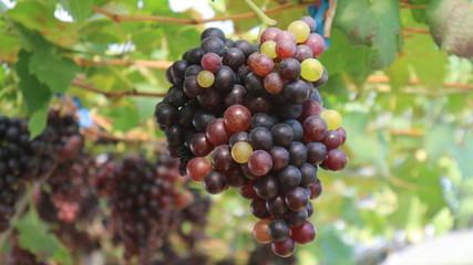The grapes from the garden  