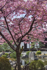 Fototapeta premium 三十三間堂の桜