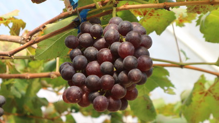 The grapes from the garden  