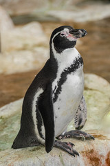 Naklejka premium Humboldt penguin (Spheniscus humboldti) standing on a rock