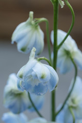 Obraz premium Blumen Makrofotografie