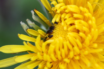 Obraz premium Close-up of a dandelion in nature. Macro photo of a yellow dandelion