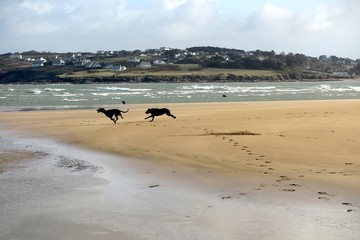 dogs on the beach padstow cornwall
