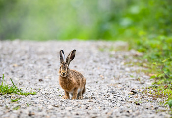 Zając szarak © Sporywildlife