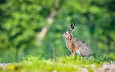 Zając szarak © Sporywildlife