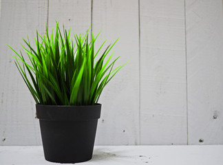 grass in small pot with white wood background