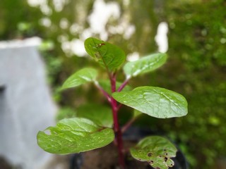 green leaf with water drops