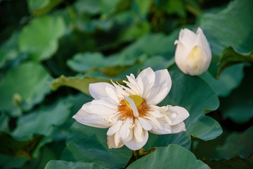 White lotus in the lake in Hue city, Vietnam
