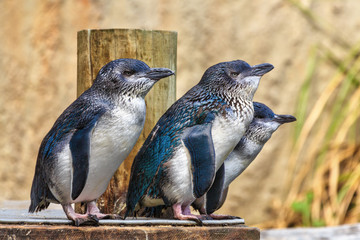 A group of little blue (or fairy) penguins, the world's smallest penguin, native to Australia and...