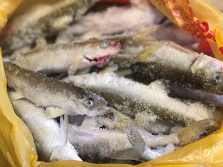 Frozen smelt fish in plastic bag. Winter fishing background. Fresh fish covered with ice