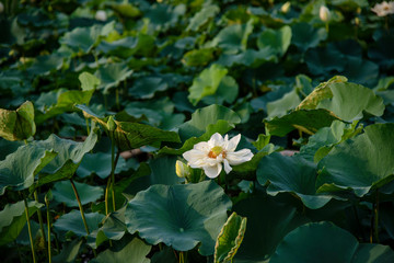 White lotus in the lake in Hue city, Vietnam