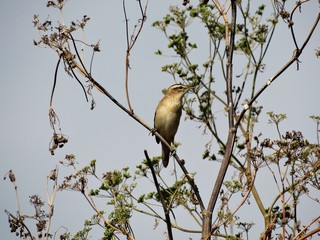 Sedge Warbler perching on Hogweed plant