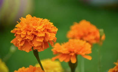 orange flower in the garden